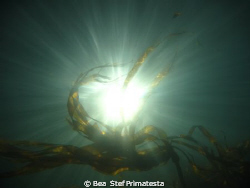 Bulb Kelp. by Bea & Stef Primatesta 